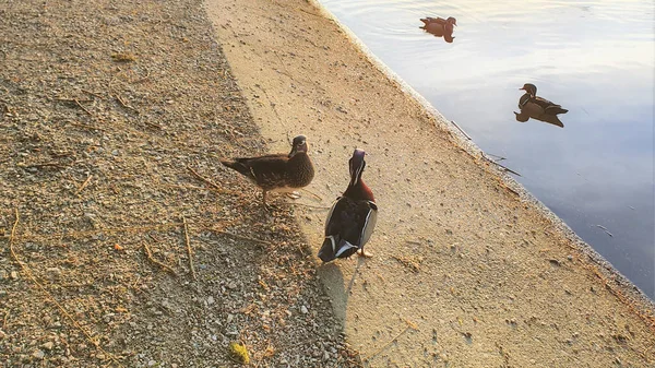 Wild Ducks Lake Spring Day Wild Nature — Stock Photo, Image