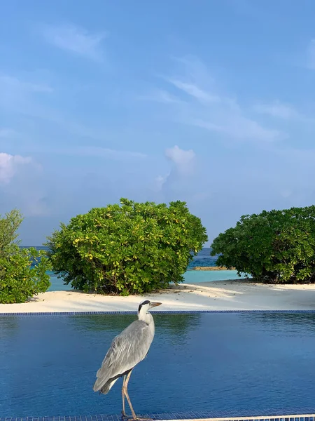 Vertical Shot Gray Heron Standing Wall Blue Lake Surrounded Bushes — Stockfoto