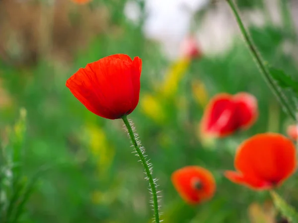 Shallow Focus Shot Bright Red Common Poppy Soft Petals Garden — Stock Photo, Image