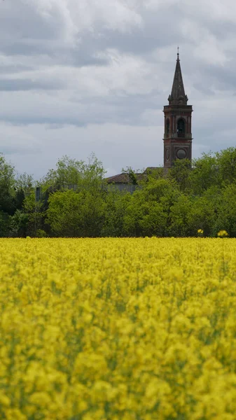 Blooming Plantation Blooming Bright Yellow Emilia Romagna Italy — Zdjęcie stockowe