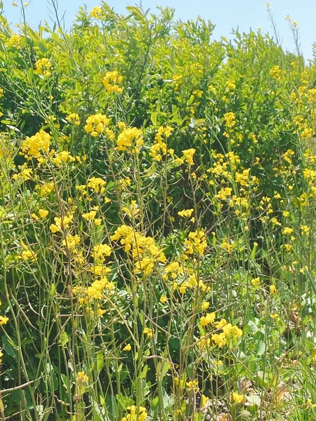 Vertical Shot Yellow Rocketcress Plants Field Sunny Day — Stockfoto