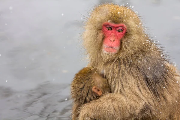 Closeup Shot Portrait Japanese Snow Monkey Cold Lake Water Background — Stock Photo, Image