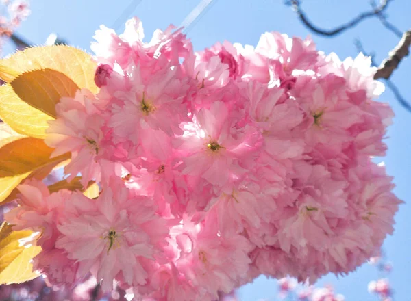 Closeup Shot Cherry Blossoms Tree Blue Sky Bright Sunlight — Stockfoto