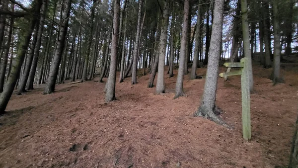 Tall Trees Skinny Trunks Woods — Stock Photo, Image