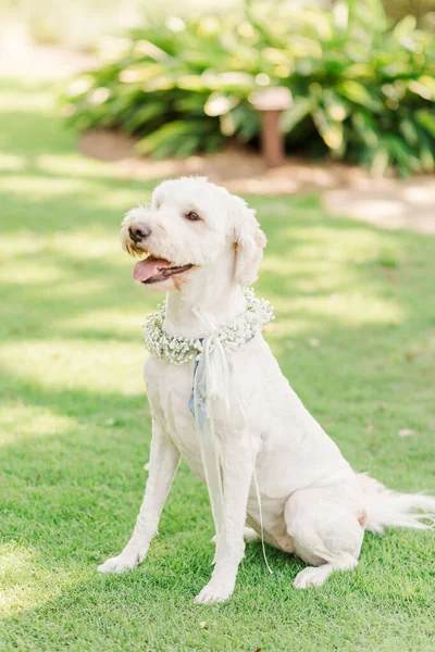 一只漂亮的拉布拉多猎犬坐在花园里 脖子上挂着华丽的婚纱 — 图库照片