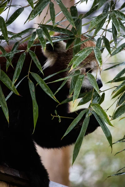 Closeup Shot Cute Lemur Animal Tree Blurred Background — Stockfoto