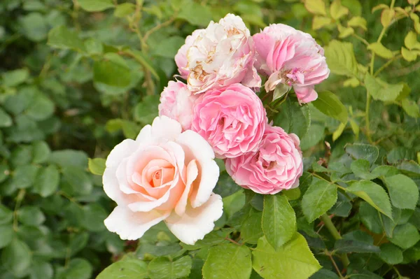 Closeup Shot Blooming Light Pink Roses Bush — Stock fotografie
