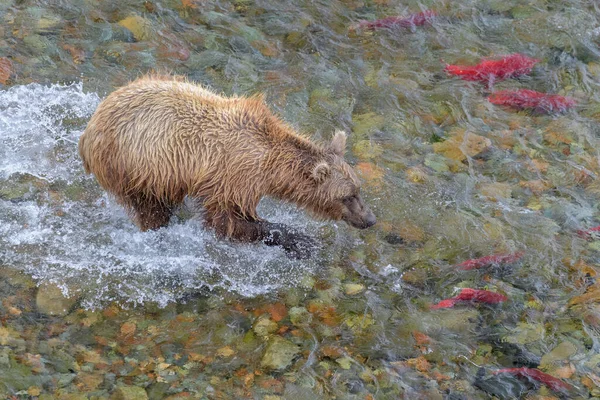 Brown Bear Catching Fish Eating River Katmai Alaska — Photo