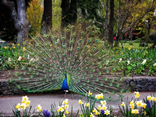 Beautiful Male Peacock Fanning Beacon Hill Park Victoria Canada — Photo