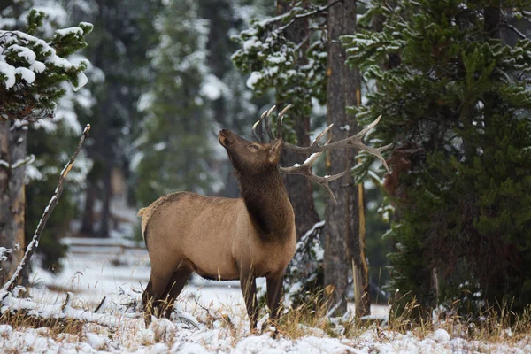 Closeup Shot Brown Rocky Mountain Elk Standing Middle Green Trees —  Fotos de Stock