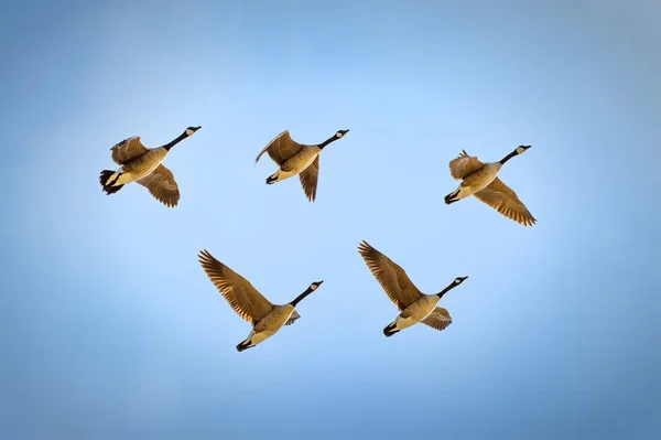 Five Canada Geese Flying Blue Sky — Fotografia de Stock
