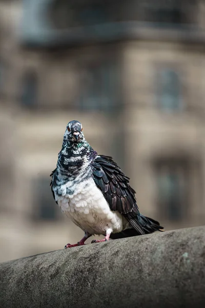 石の上に鳩や鳩が倒れる — ストック写真