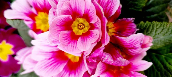 Beautiful Closeup Shot Primrose Flower Bouquet Green Leaves Background — Stock Photo, Image