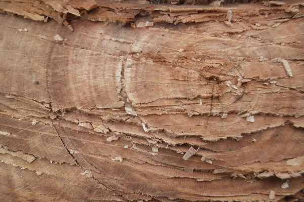 Texture Arbre Après Abattage Arbre Dans Forêt — Photo