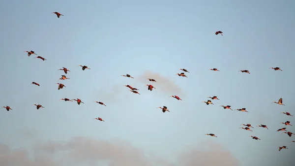 Hermoso Tiro Escarlata Ibises Vuelo Sobre Fondo Azul Claro Cielo — Foto de Stock