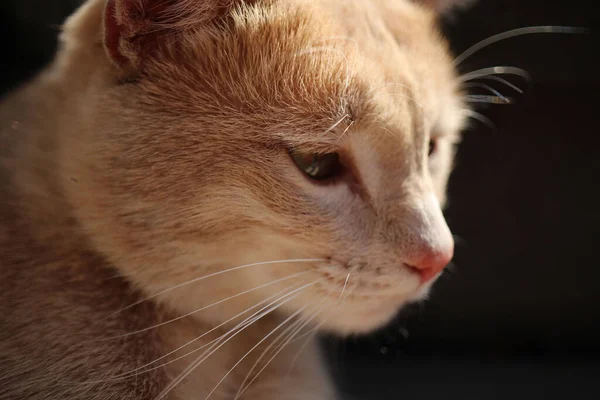 Portrait Cute Ginger Cat — Photo