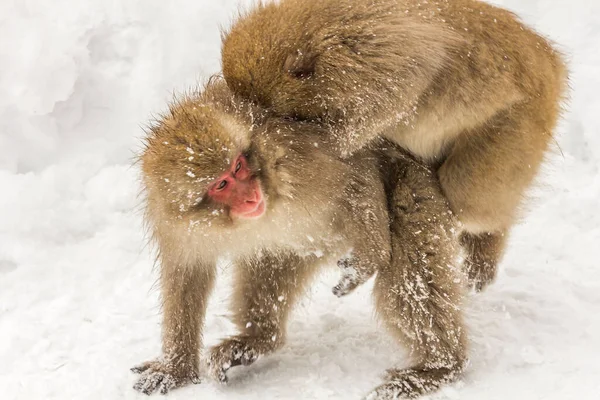 Výběr Japonských Makaků Macaca Fuscata Zasněžené Oblasti — Stock fotografie