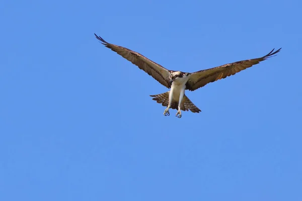 Uma Vista Panorâmica Osprey Subindo Céu Azul — Fotografia de Stock