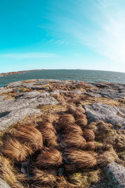 Vertical Shot Wild Reeds Blowing Wind Seashore — Stock Photo, Image