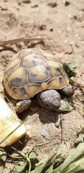 Vertical Closeup Slow Turtle Crawling Ground Sun — Stock Photo, Image