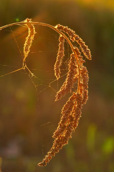 Vertical Shallow Focus Shot Foxtail Millet Plant Spiderweb — Stockfoto