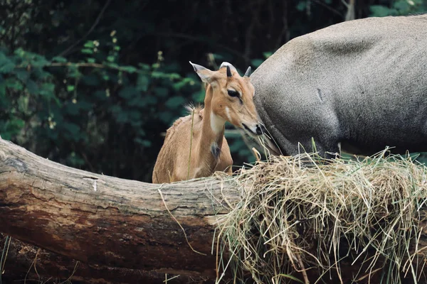 インドのカルナータカ州バンガロールまたはベンガルールのバンナーガッタ国立公園で乾燥した草を食べる赤ちゃん — ストック写真