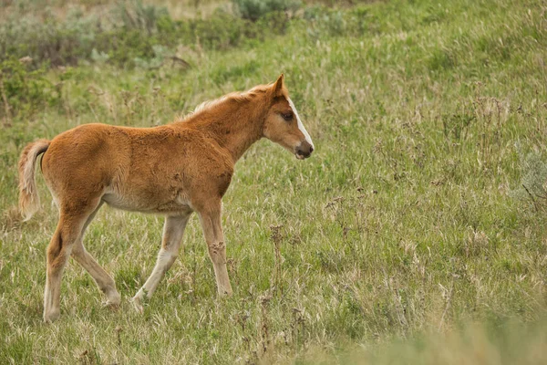 Baby Wild Horse Theodore Roosevelt National Park North Dakota — Zdjęcie stockowe