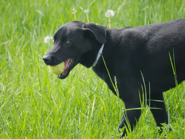 Black Labrador Retriever Walking Grass Opening Its Mouth —  Fotos de Stock