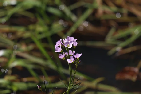 紫色杜鹃野花在草甸上绽放 背景模糊 浅浅的焦点镜头 — 图库照片