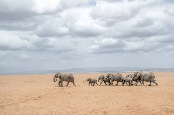 Herd Big Elephants Walking Safari Amboseli Kenya — Stock Photo, Image