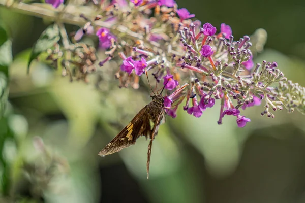 Closeup Shot Sphinx Moths Purple Flower — Stock Photo, Image