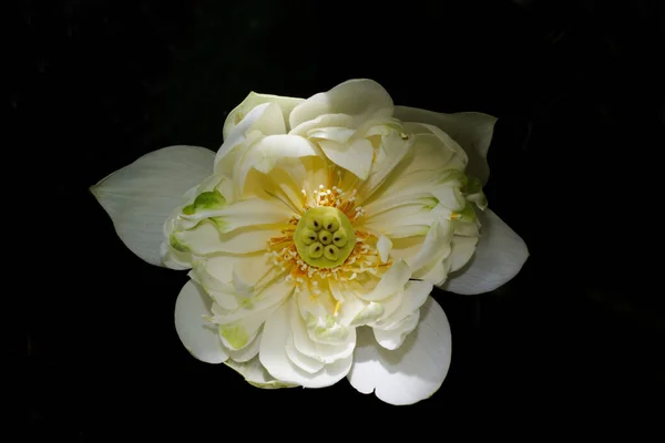 Closeup Shot White Nelumbo Nucifera Flower Isolated Black Background — Stockfoto