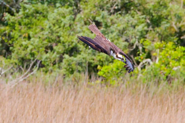 Sahanın Üzerinde Uçan Bir Osprey Manzarası — Stok fotoğraf