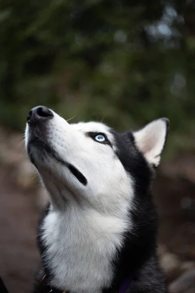 Vertical Closeup Beautiful Siberian Husky Blurred Background — Stock Photo, Image