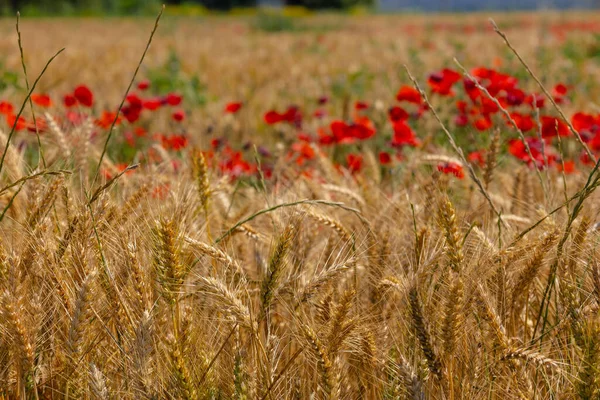 Wheat Field Poppies Sun — Foto Stock