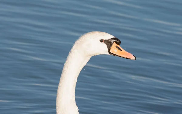 湖中一只白天鹅的特写镜头 — 图库照片