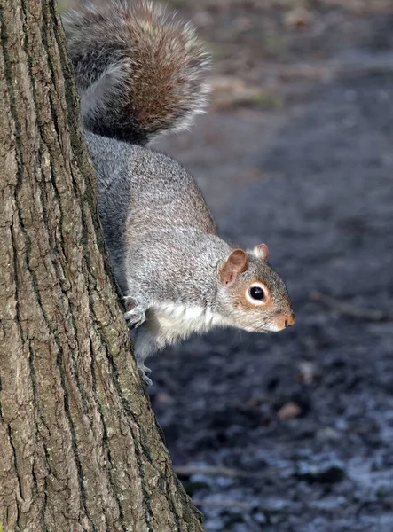 Vertical Closeup Shot Gray Squirrel Forest Essex — Stockfoto