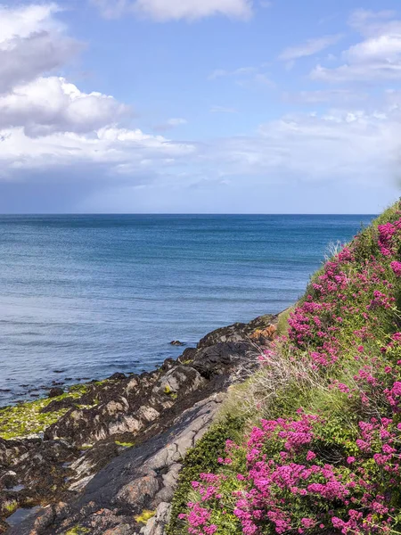 A vertical shot of flowers on a shore with the horizon in the background