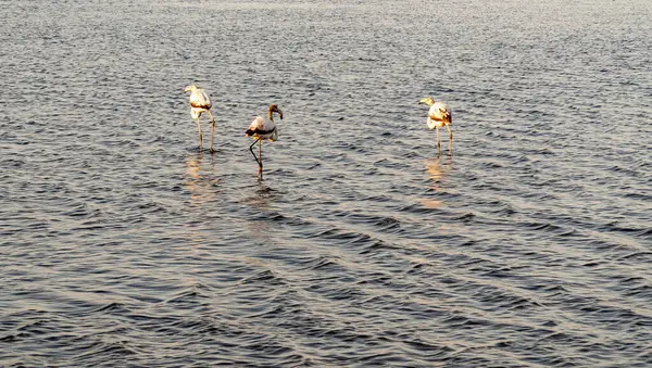 Scenic View Flamingos Standing Water Daylight — Stock Photo, Image