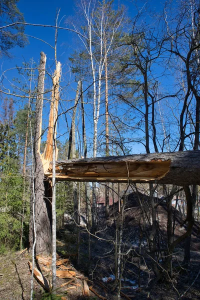 Broken Pinus Sylvesstrispine Tree Forest Storm — Stock Photo, Image