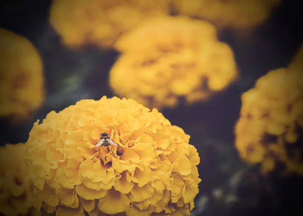 Bee Yellow Hydrangea Flower Gardens Waddesdon Manor — Stock Photo, Image