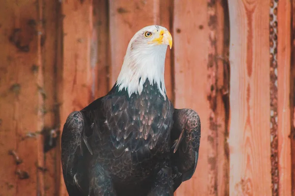 Beautiful Shot Bald Eagle — Photo