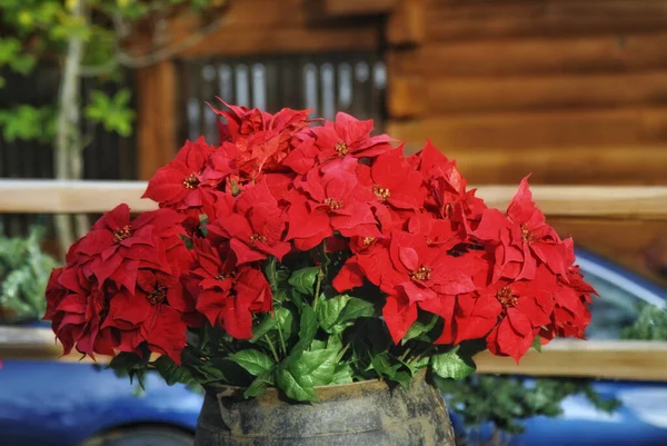 Closeup Beautiful Red Poinsettia Flowers Garden — Fotografia de Stock