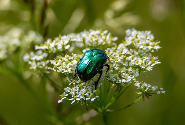 Cetonia Aurata Beetle Flower Nature Summer Green — Stock Photo, Image
