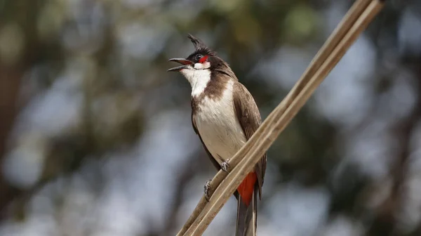 Closeup Red Whiskered Bulbul Perched Wire — Stock Photo, Image