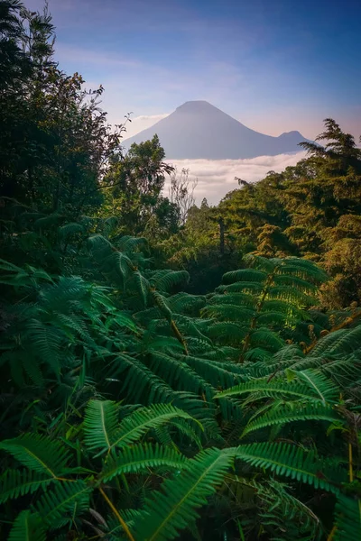 Beautiful Sunrise View Sikunir Dieng Indonesia Mountain Clouds Background — Zdjęcie stockowe
