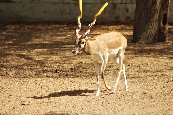 Addax Long Horns Walking Karachi Zoo Pakistan — Stockfoto