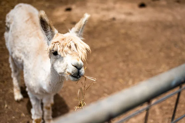 Portrait Cute Alpaca Eating Grass Standing Ground — Zdjęcie stockowe