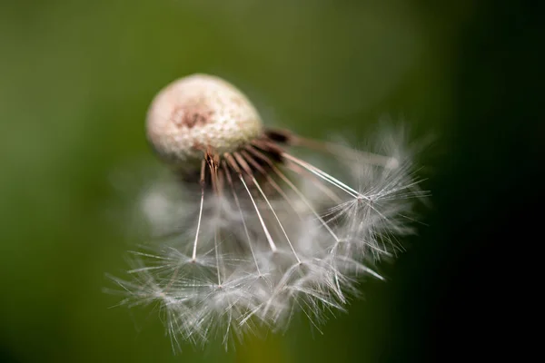 Beautiful View Dandelion Seed Pod Blurred Background — Stockfoto