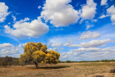 İlkbaharda Floransa 'da yeşil tarlada güzel bir ağaç manzarası.